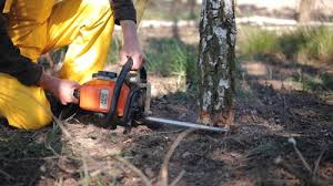 Reliable South Henderson, NC Tree Removal and Landscaping Services Solutions